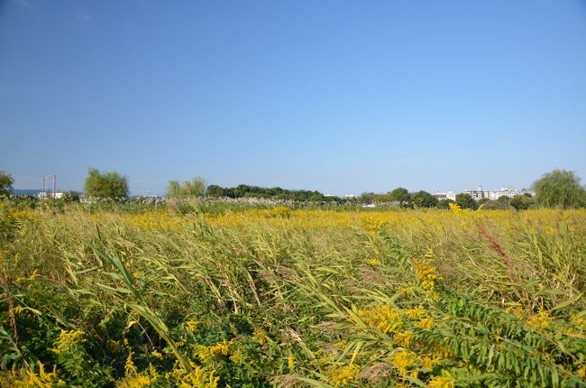 平城宮祉には湿地帯もあるので葦が茂っているところもあります。