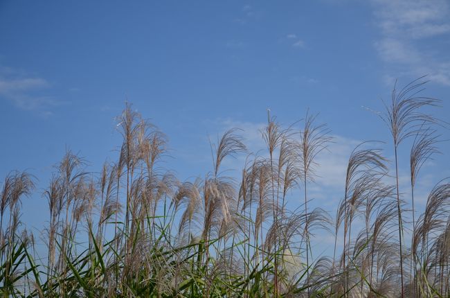 すすきと秋の碧空。