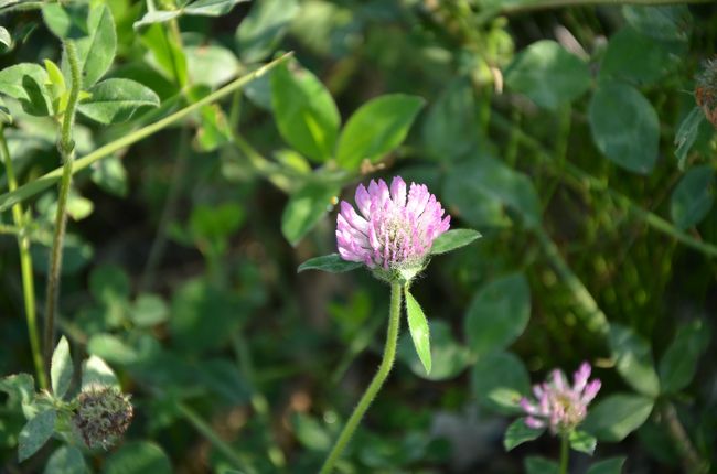 足下に咲く花。