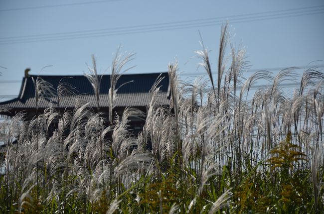 秋らしい景色。