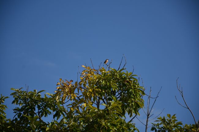 木の上に鳥がいます。