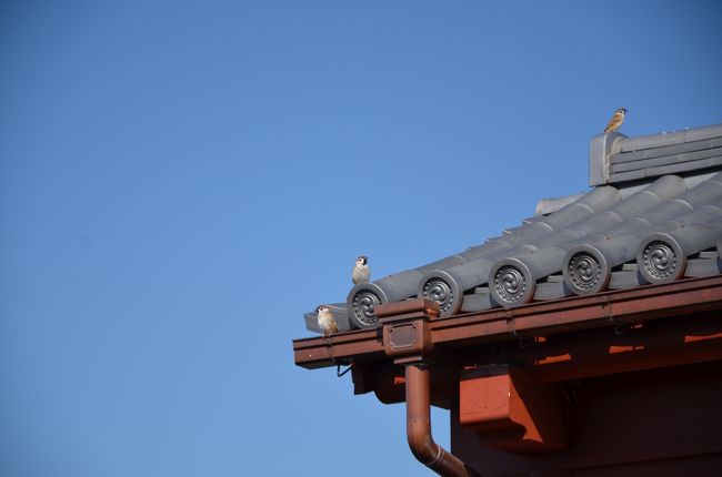 大極殿近くの門の上に止まった雀。丸々と太っています。この辺りの雀は栄養満点？