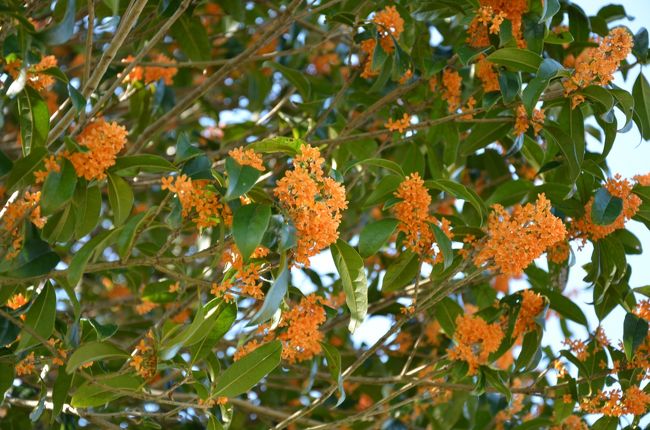 良い臭い堕するキンモクセイが途中の道端にもありました。