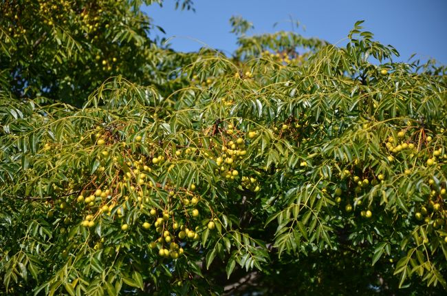 これは何の実なのか気になりました。