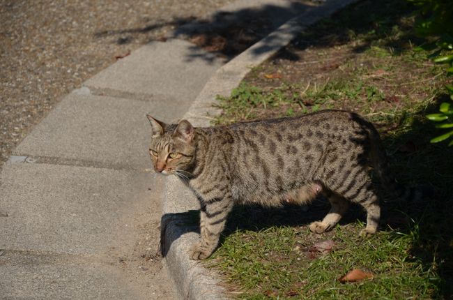 駐車場へ行く途中、猫が道を横切っていきました。