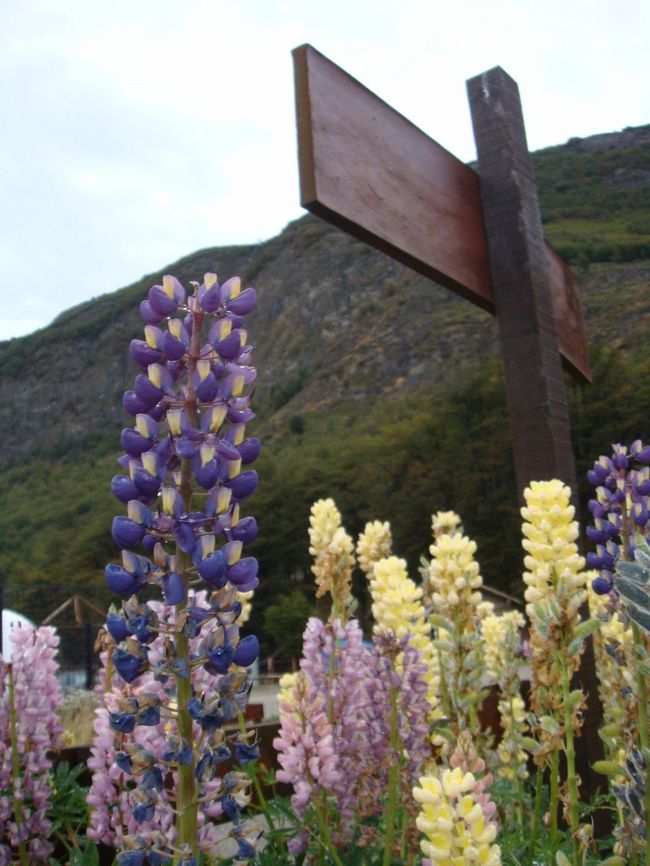 かなり寒いですが･･･花