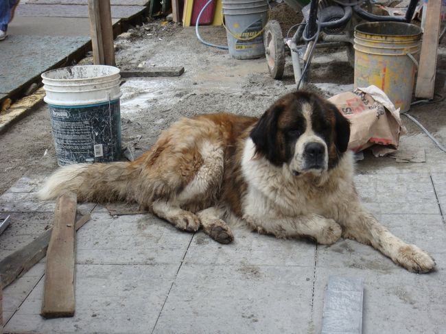 デカわんこ。<br /><br />なんかこぅ、南の方の町って野良犬とかすごい多かったです。しかも大型犬ばっかり･･･