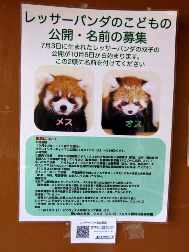 秋の赤ちゃんレッサーパンダ紀行 6 千葉市動物公園 おめでとうメイメイちゃん クウタ君 千葉では初の風太君のお孫さん誕生 第3回関東レサパン オフ会開催 千葉市 千葉県 の旅行記 ブログ By Jilllucaさん フォートラベル