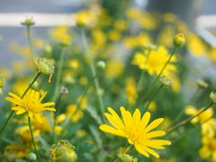 JR山手線の駒込駅方向へ・・。

途中の歩道の花壇にも秋らしいお花が・・。