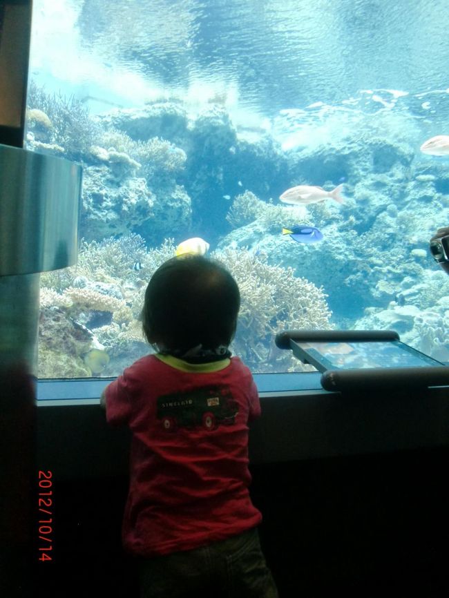 さっそく水槽にかぶりつきのムスコ。<br />水槽の前でつたい歩きで右往左往してました。