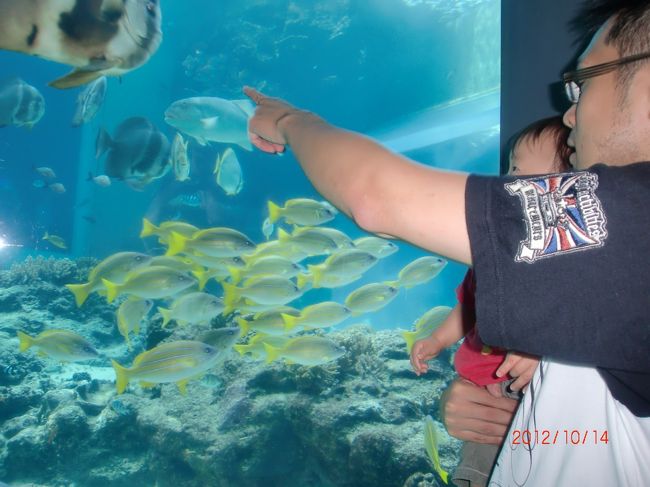 魚いっぱいでキレイ。