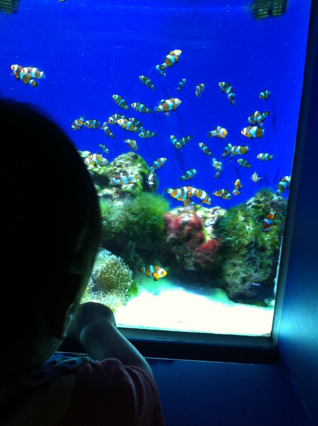 特にニモがいる水槽はかぶりつきで離れなかったー。<br />