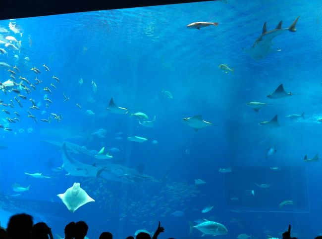 大水槽はすごい迫力でした。<br />ムスコは大きすぎるのはこちらはあまり興味なし。