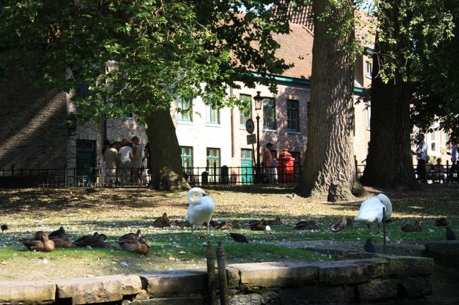 ブルージュには白鳥がたくさんいました。