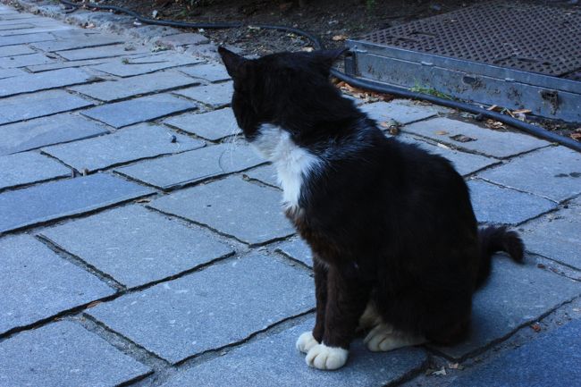 途中で出会った白足袋をはいた猫ちゃん=^・ω・^=