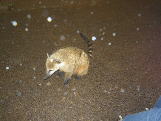 人に慣れ切ったアライグマには結構出会いました。