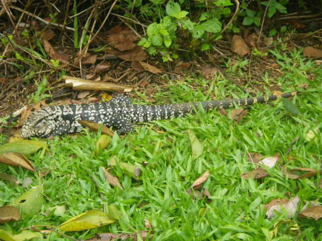 たまには大トカゲも。