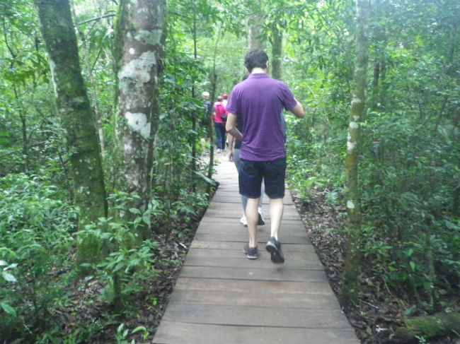 そして、途中で下車してジャングルの中を歩き始めます。<br />ジャングルとは言っても、この様に綺麗に整備された遊歩道。