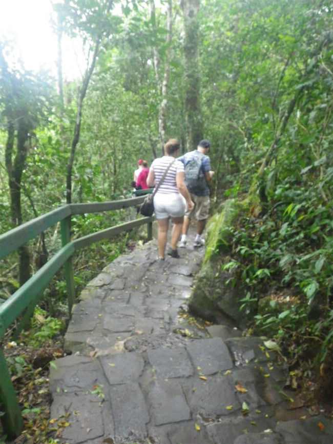 下りもシッカリ整備されていて、ジャングル・トレッキングと言うにはチョット誇大広告かな？<br />時間も２０分程度の散策です。
