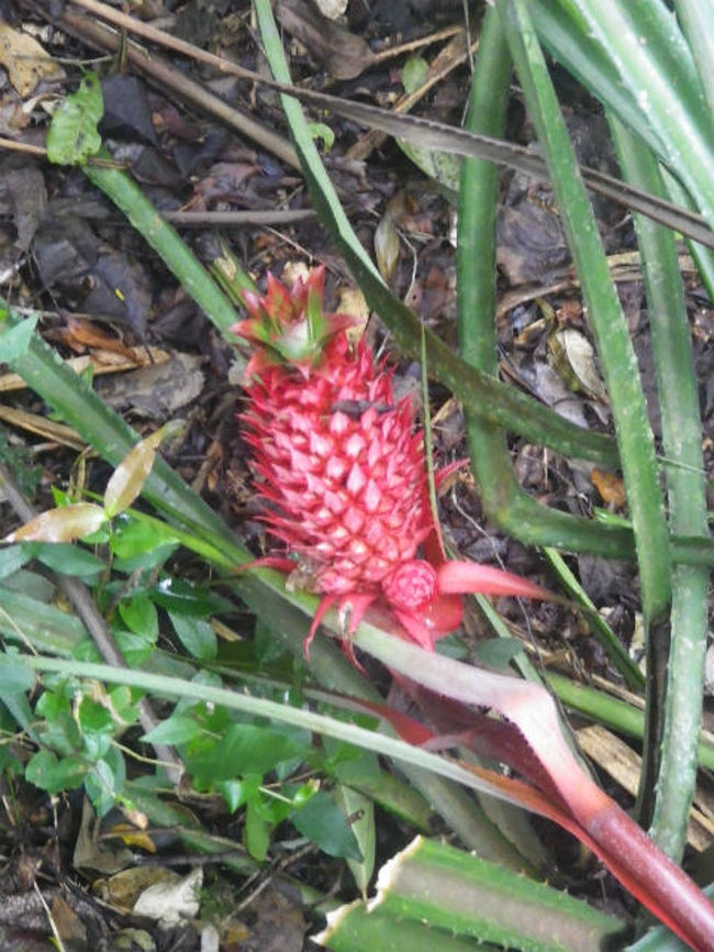 途中見れたこれは、野生のパイナップルなのだそうですが、有毒で食べれないのだとか。