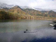 バスからの紅葉も素晴らしかった。
まず大正池でバスを降り、ここから河童橋まで歩きましょ。

うわー、なんて素晴らしい、雪化粧した山って好きだなあ。
カモさんが寄ってきたよ。