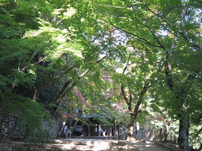 山門までのもみじ達<br /><br />ぁ〜ちと早く来すぎた！