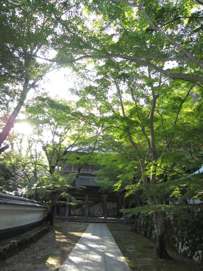 もみじが覆う参道