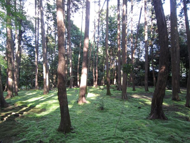 この苔と木漏れ日がとってもキレイ<br /><br />