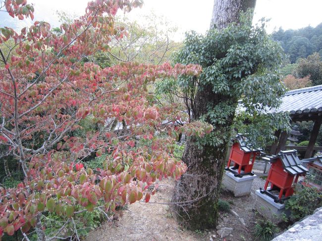 少し色づいてきた♪