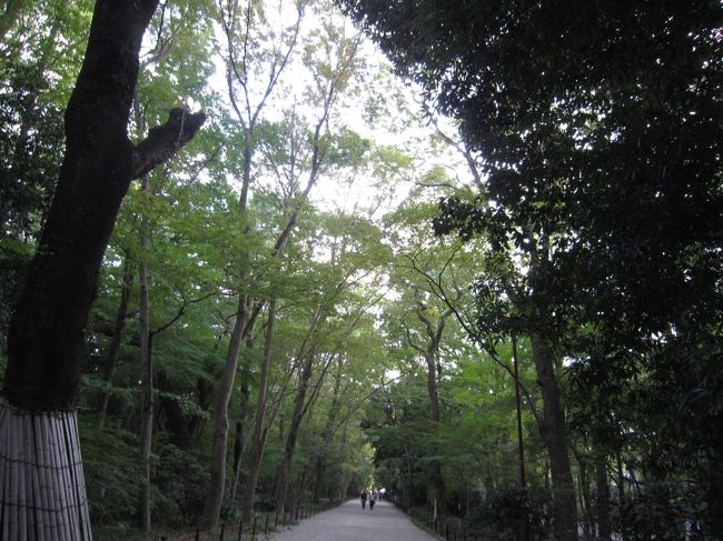 なんでも山城原生林の植生があるとかで<br />学術的にも貴重な森なんだと