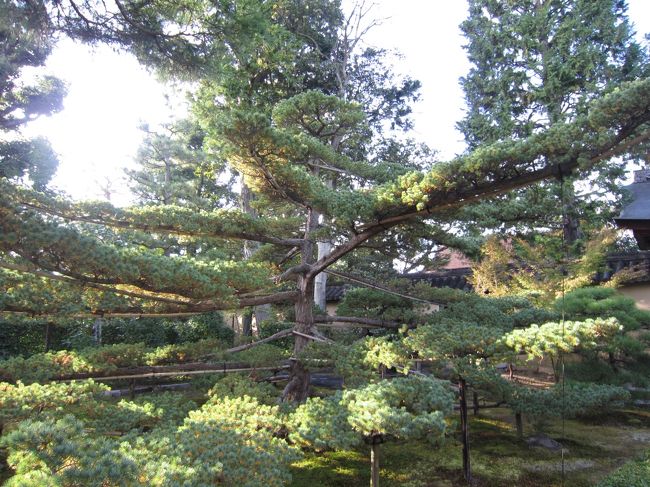 すんばらすぃ松☆<br /><br />末広がりの松は縁起がいいそうです<br />京都で松といえば金閣寺、続いて吉峰さん<br />どちらも老齢で末広がり仕立てですね☆<br /><br />少し離れて天橋立の松並木も有名かな