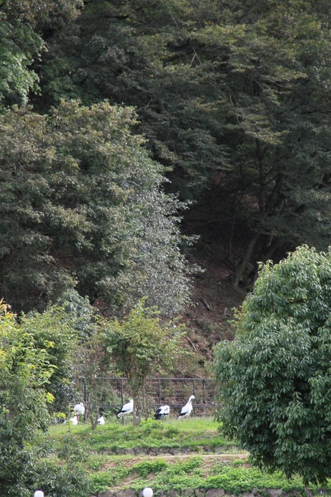 コウノトリの声を聞きましたが、<br />「ぐわーっ」っという<br />とっても大きな声です。<br />その声に<br />ちょっと笑ってしまいます。