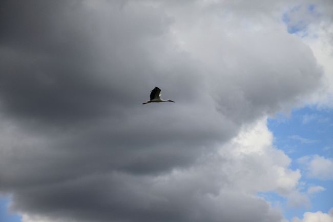 窓の外では、コウノトリが飛んでいます。<br />ここならではの、すごい風景に驚く。