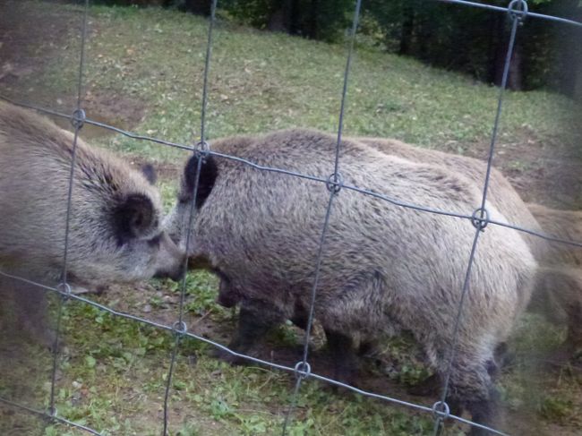 ミニトレインは動物の前では徐行か止まってくれてじっくり見られました。