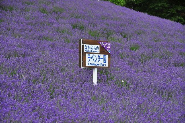 <br />②リフトが有るって事は冬はスキー場？<br /><br />　ココも素晴らしいですよ。富田ファーム以外<br /><br />　にも沢山ラベンダー園は有るんだな。