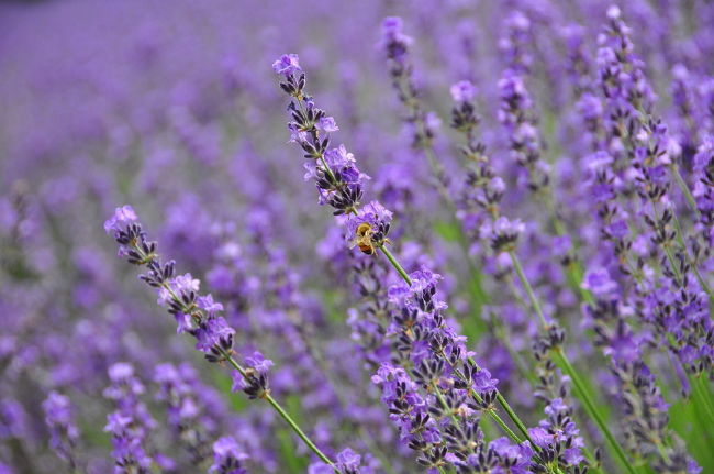 <br />②近くで撮影<br /><br />　<br />　望遠レンズで少し遠くを入るようにして<br />　<br />　近くを撮ると、どんなカメラでも背景がボケます