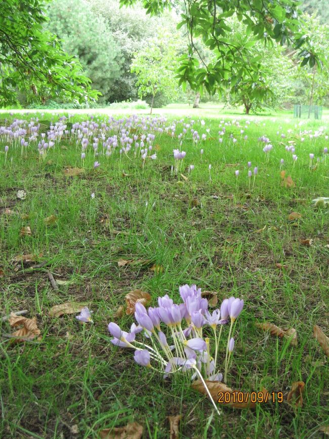 クロッカスの群生。素敵でした。<br /><br />わが家の園芸用の雑誌で調べましたら、クロッカスは、春の花のイメージですが秋に咲く種類も多数あり、となっていてキューガーデンのクロッカス写真入りでした。秋の代表がサフランだそうです。