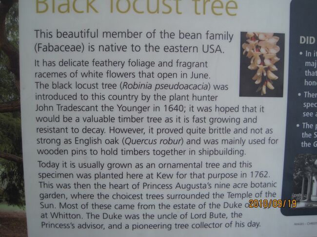 下の木の説明です。