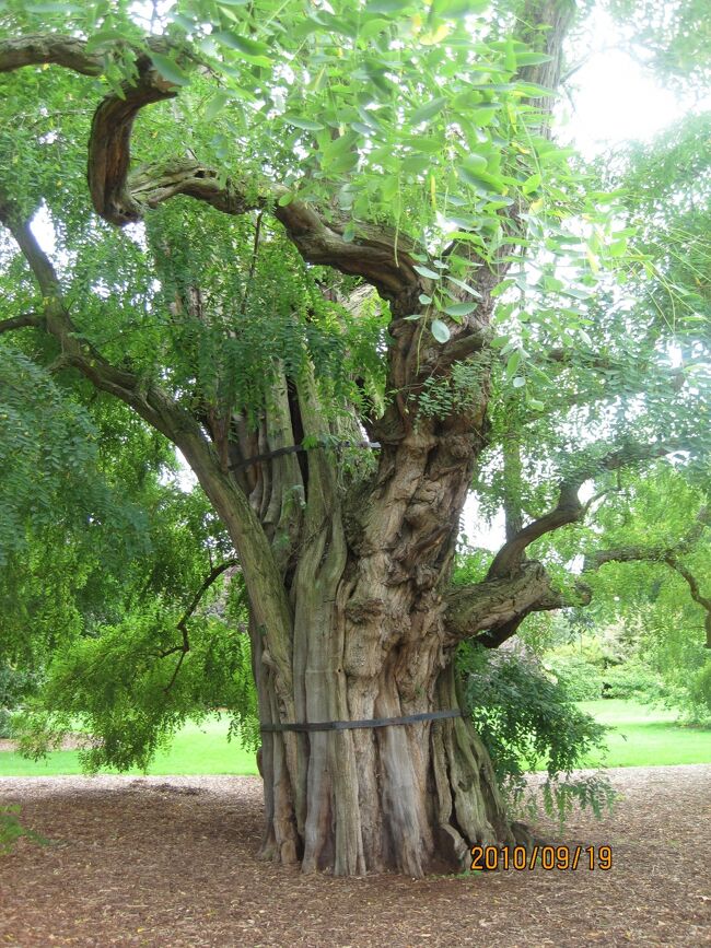 この木が見事で見惚れました