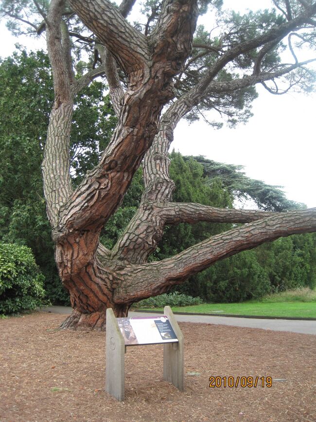 この松の木？も凄かったです。<br /><br />説明書きもすべて有ります。NZもこんな感じでした。