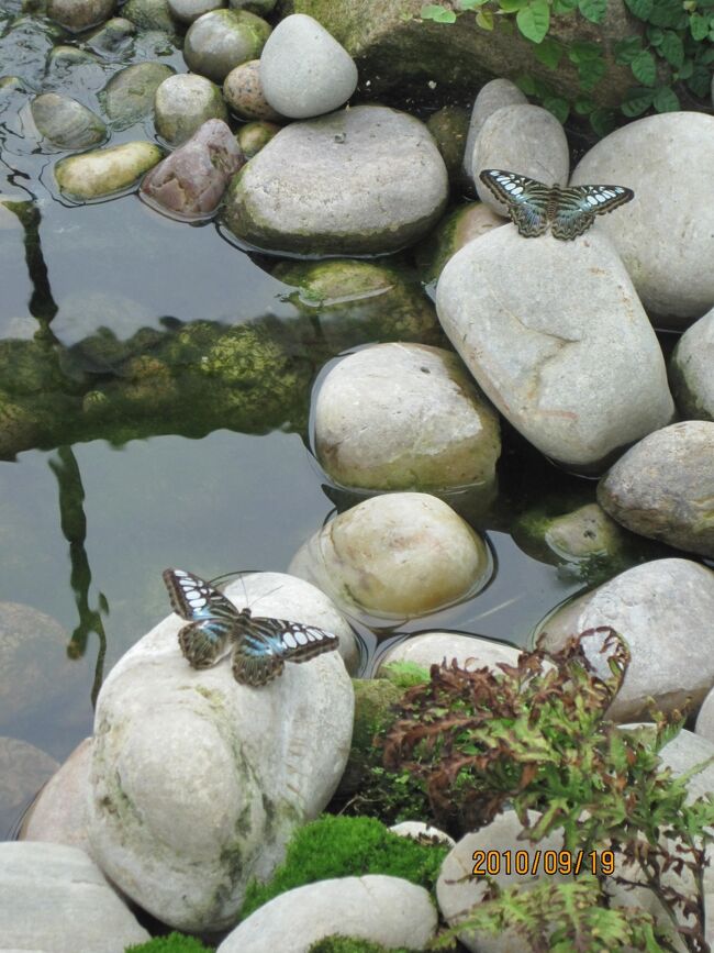 「此処は熱帯植物館の中」<br /><br />色んな蝶がひら、ひら、ひら。<br />頭に止まったり、肩に止まってくれ癒されます。