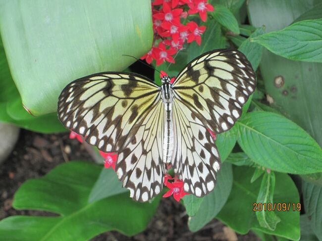 蝶の名前に詳しく無いので判りませんが、少しづつ違うんですよね。