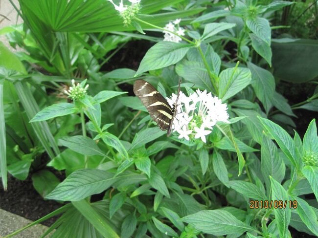 羽を閉じるとこんな感じ（　＾ω＾）・・・