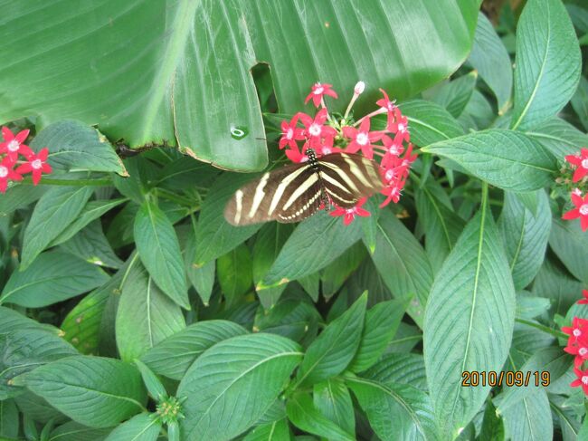 この縞々が可愛かった