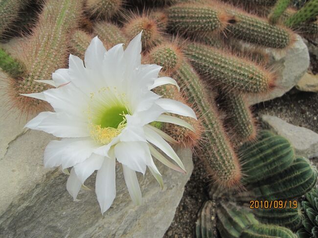 此処はサボテンの温室。<br /><br />サボテンの花もいいものです。<br />月下美人の花も綺麗です。<br />（自宅では枯れてしまい、それから室内植物は止めました）