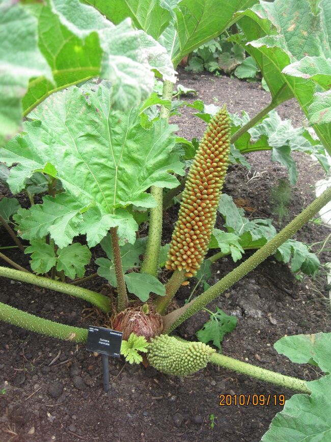 これも初めて見ました。<br />プレートも撮ったと思いますが、メモリーの関係で消去してしまったかな？