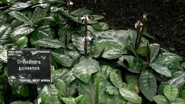 以下、上の温室の中の植物です