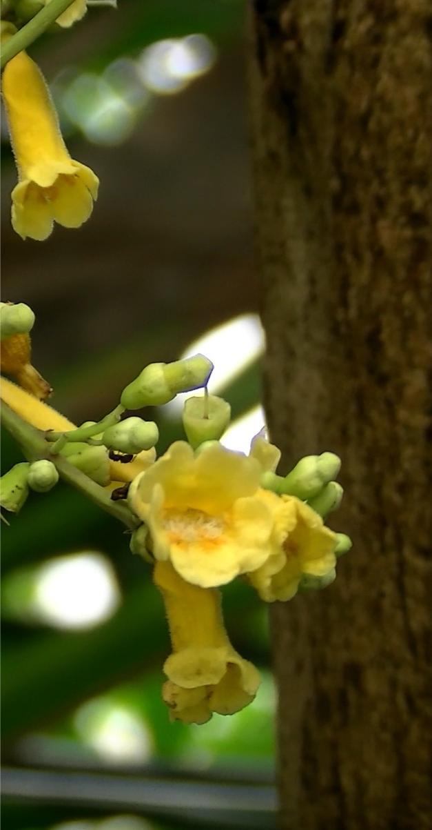 温室内の植物名は不明ですが、世界中から集められた熱帯植物が大陸別にうえられていますが、大きなパームツリー/ヤシの木があり、ジャングルジム体験のようですよ