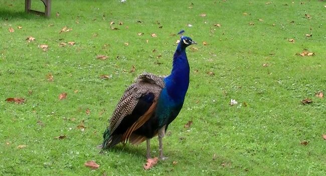 途中には雉もいまして、ノンビリしたものです。<br /><br /><br />