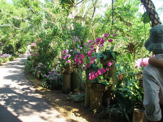 移動中、チビたちにはお昼寝をしてもらって、ビオスの丘へ。<br />１時間位で着いたかな。<br />わあー。蘭がいっぱい。<br />「１年中咲いてるの？」<br />「温室で調節して、咲いているのを飾ってるんだよ」<br />なるほど。沖縄でもやっぱりそうか。<br />